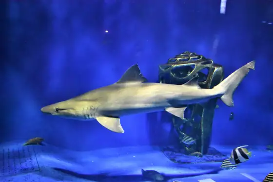 Solrayo (Odontaspis ferox), vista de perfil