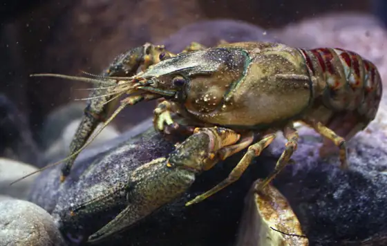 Cangrejo de los canales (Orconectes limosus)