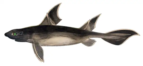 Cerdo marino (Oxynotus centrina), vista de perfil