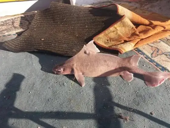 Cerdo marino (Oxynotus centrina)