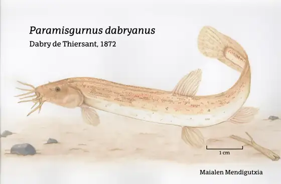 Paramisgurnus dabryanus (Paramisgurnus dabryanus)