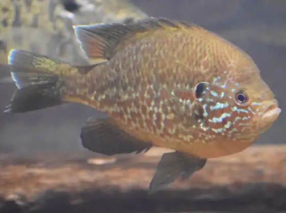 Pez sol (Lepomis gibbosus), vista de perfil