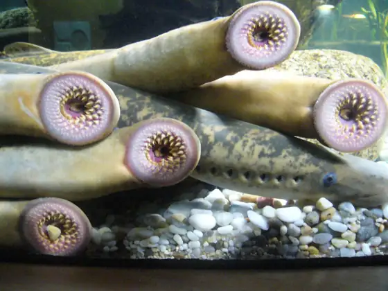 Lamprea marina (Petromyzon marinus)