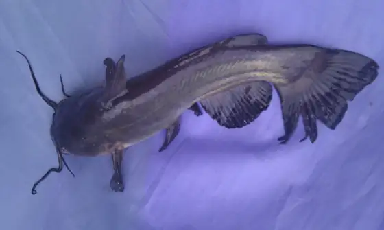 Pez gato negro (Ameiurus melas), vista dorsal