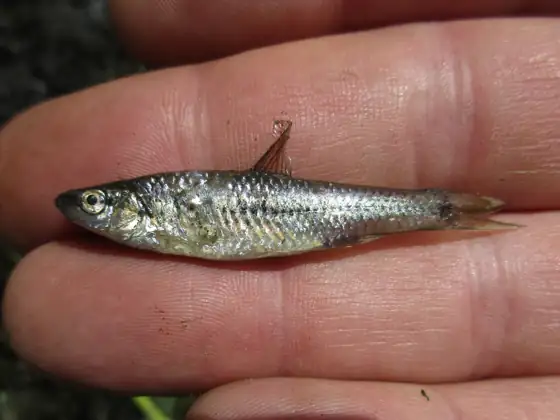 Pseudorasbora (Pseudorasbora parva), vista de perfil