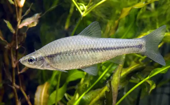 Pseudorasbora (Pseudorasbora parva)