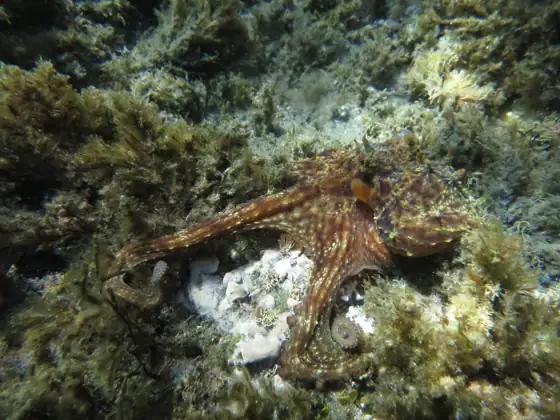 Pulpo (Octopus vulgaris)