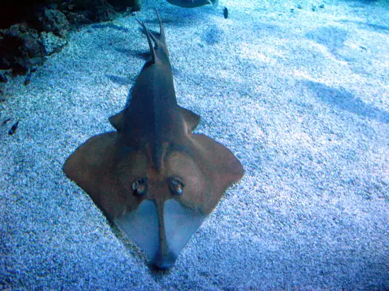 Guitarra barbanegra (Rhinobatos cemiculus), vista dorsal