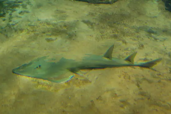 Guitarra barbanegra (Rhinobatos cemiculus), vista de perfil