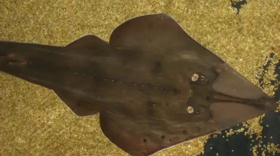 Guitarra barbanegra (Rhinobatos cemiculus)