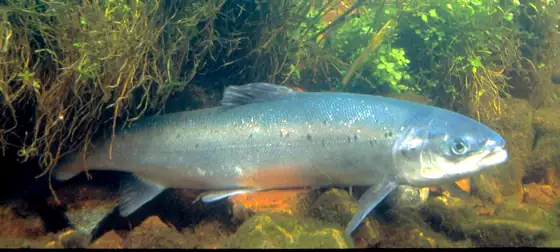 Salmón atlántico (Salmo salar)