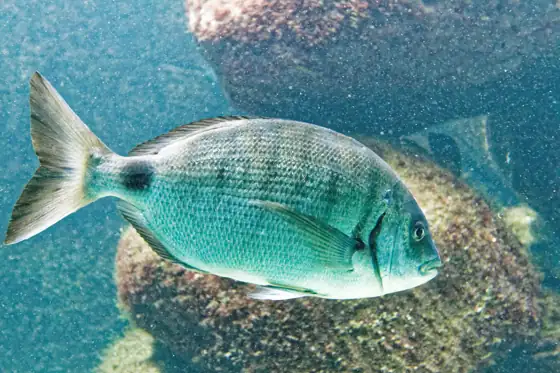 Sargo (Diplodus sargus), vista de perfil