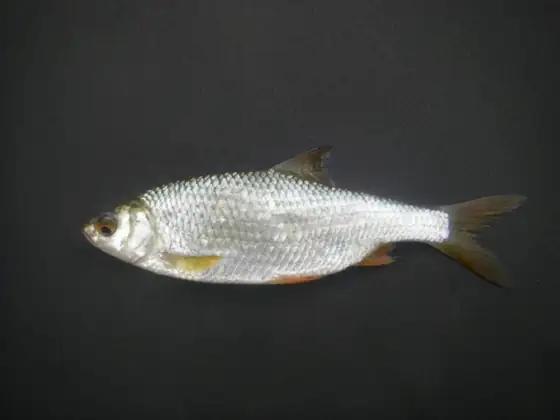 Gardí (Scardinius erythrophthalmus), vista de perfil