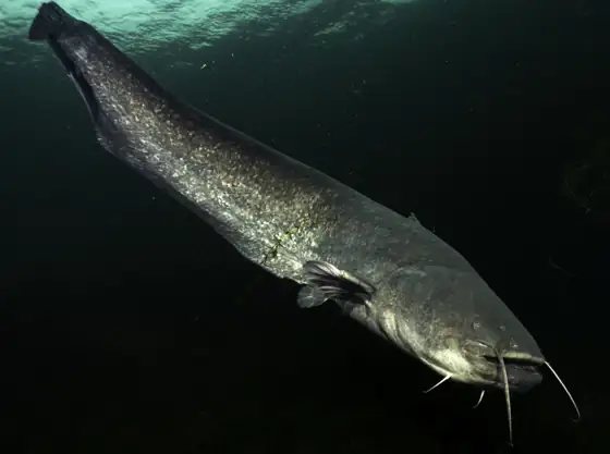 Siluro (Silurus glanis)