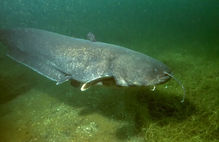 Siluro (Silurus glanis)