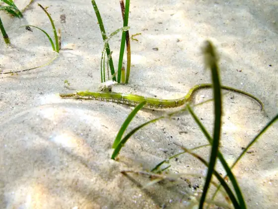 Aguja de río (Syngnathus abaster)