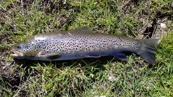Trucha (Salmo/Oncorhynchus spp.), vista de perfil