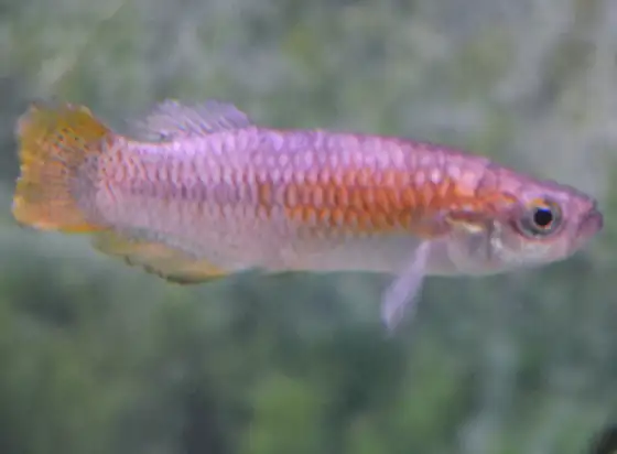Samaruc (Valencia hispanica)